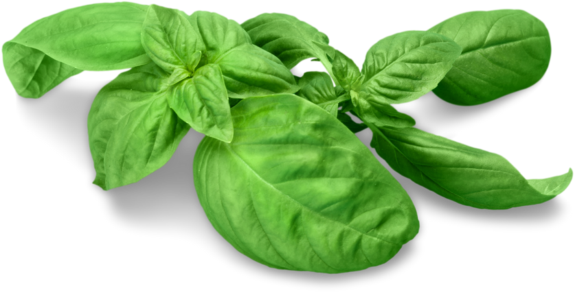 Fresh Basil
