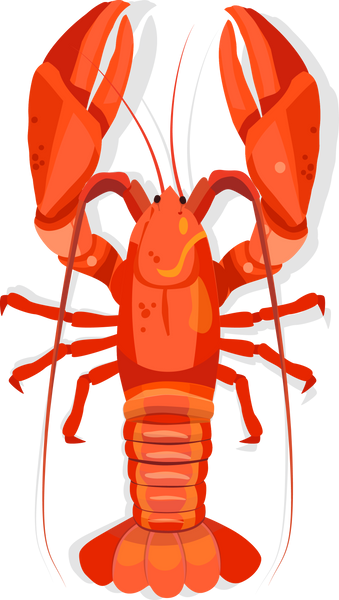 lobster illustration fresh seafood or shellfish