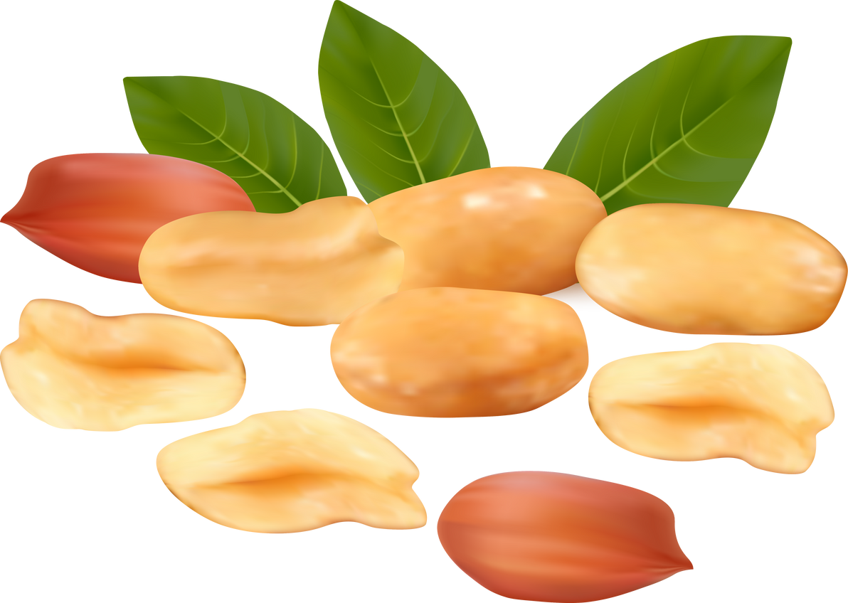 kacang tanah