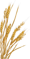 wheat